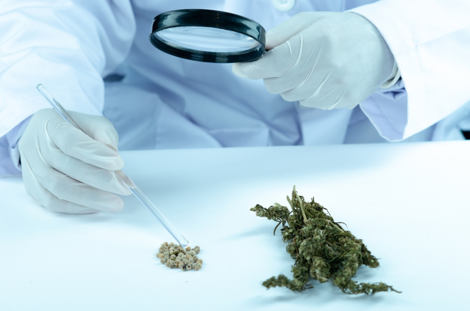 1654863800legalizacija marihuane