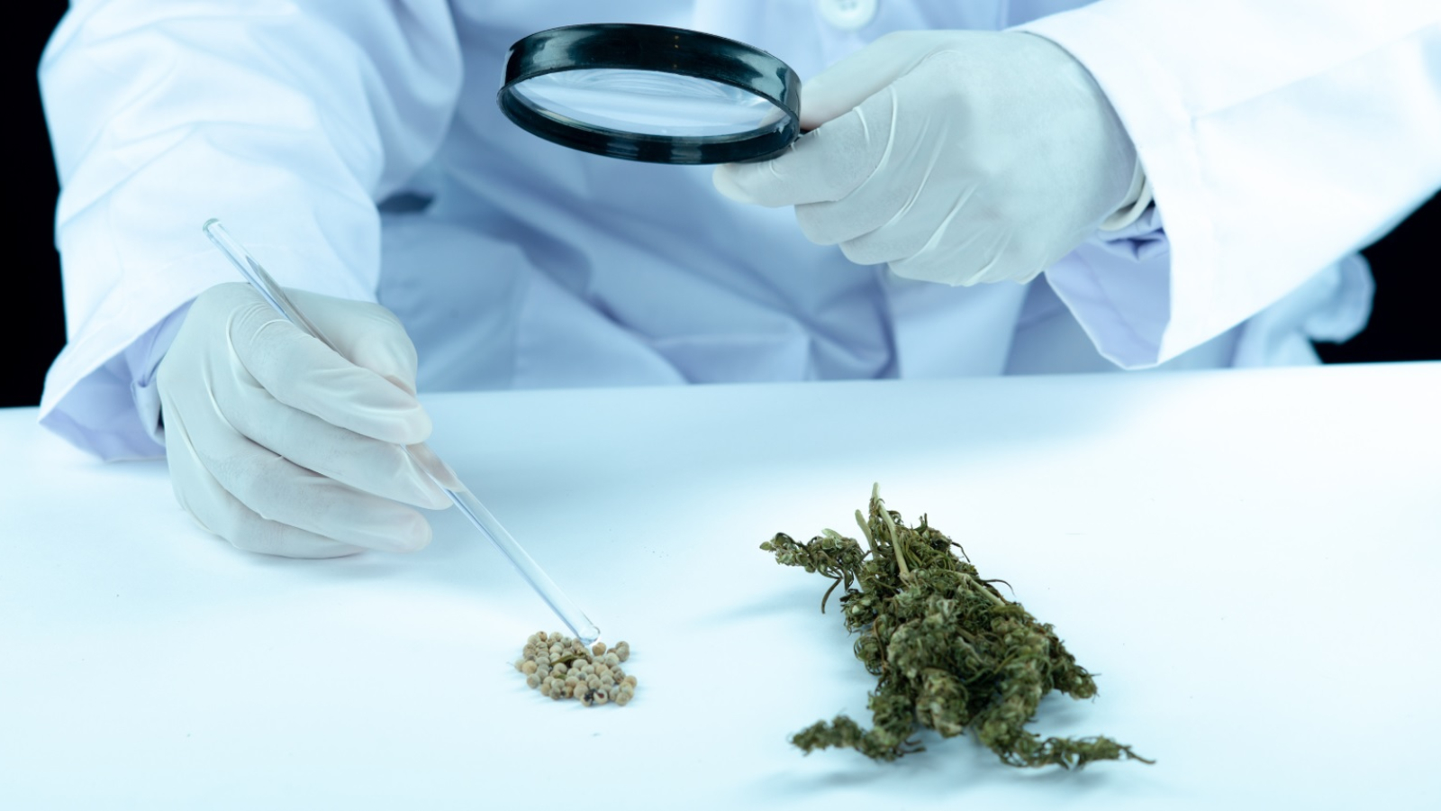 1654863800legalizacija marihuane